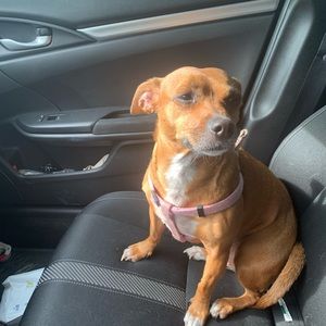 Meet your Posher, Whitley